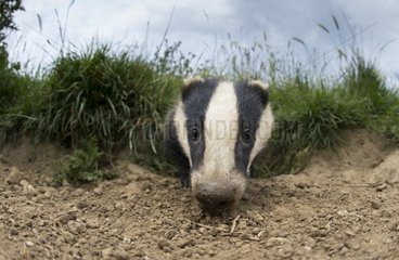Close-up of a badger coming out of its set in summer GB