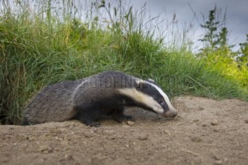 Close-up of a badger coming out of its set in summer GB