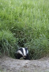 Badger coming out of its set in summer GB