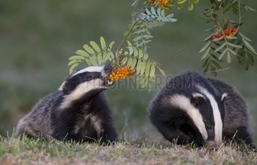 Badgers eating rowan berries in summer GB