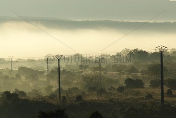 Power lines in the morning mist