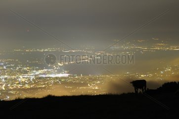 Cow contemplating Geneva from Mount Salève France