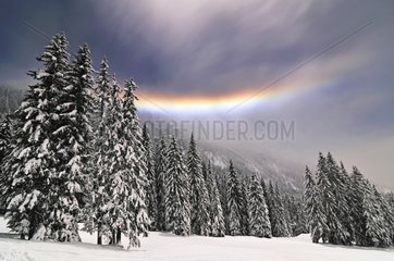 Lunar Halo and stratus in a snowy forest Alpes France