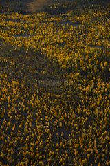 Aerial shot of the taïga in Lapland Finland