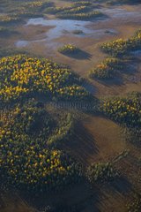 Aerial shot of peat bog and boreal forest in Lapland Finland