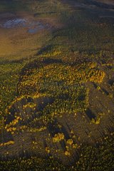 Aerial view of peat bogs in forest Lapland Finland