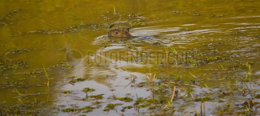 Capybara swimming in Pantanal Brazil