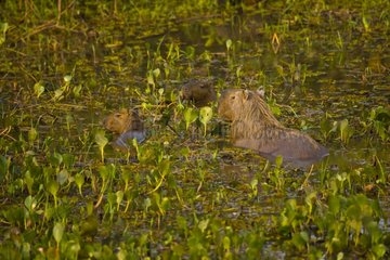 Capybaras among aquatic plants in Pantanal Brazil