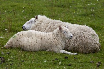 Sheep and lamb lying on the moor Scotland UK
