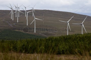 Wind on the heath Scotland UK