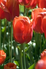 Tulipe simple tardive 'Avignon'