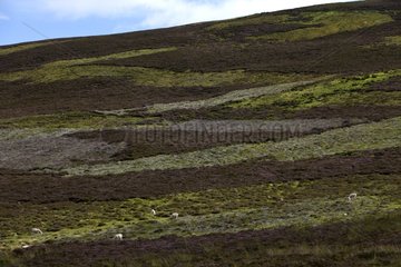Landscape of moorland in the Highlands Scotland UK