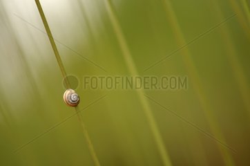 A Snail on a stick Forest Brotonne Haute-Normandie France