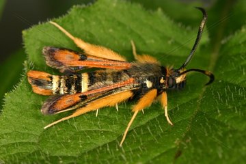Hornet Moth resting on a sheet Sieuras Ariège