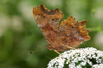 Comma Butterfly at the edge of Allier Pitcher France