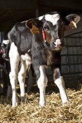 Holstein calf with a feeding neck collar Italy