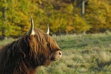 Cow Scottish paturant in the valley to Obersteinbach