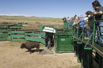 Branding Bisons at Roundup Custer State Park South Dakota