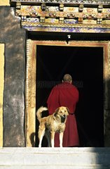 Hunde- und Mönch -Kloster Thiksey Leh India