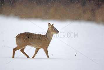 Male Chinese water deer in the snow Great Britain