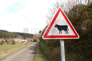 Road panel of passage of bovines