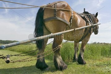 Pferd Ardenais mit seinem Kragen Zeichen Areaer Frankreich