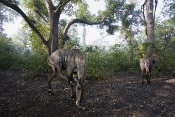 Two Nilgai in the forest in Bardia NP Nepal