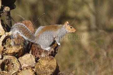 Grey squirrel on logs Great Britain