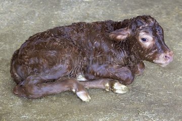 Limousin -Kalb wurde gerade in Frankreich geboren