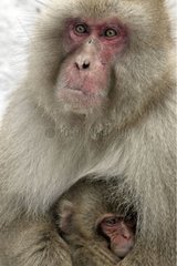 Macaque of Japan in winter thermal spring Japan