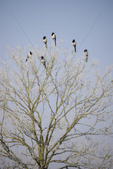 Eurasian magpies (Pica pica) on a frosted tree  Lorraine  France