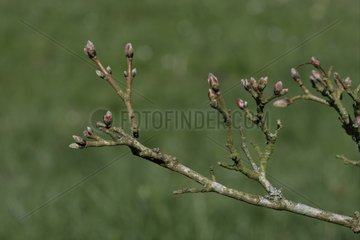 Buds of Hedge maple