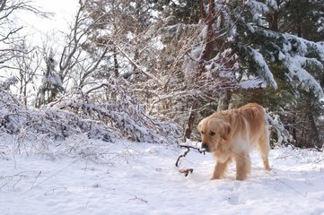 Golden Retriever im Schnee Frankreich