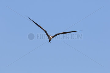 Immature Magnificent Frigatebird in flight - Costa Rica