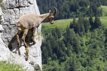 Ibex (Capra ibex) female on cliff  France