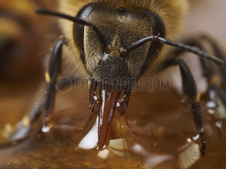 Honey bee (Apis mellifera) - The bee sucks up honey to fill its crop. Honey is the adult bees' food. It provides them with energy for flying and for regulating the temperature of their bodies and that of the colony.