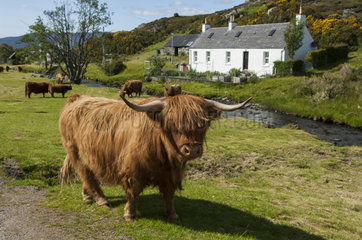 Cow Highland and house - Highland Duirinish Scotland