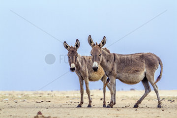 Mannar donkeys in Kalpitiya  Sri Lanka