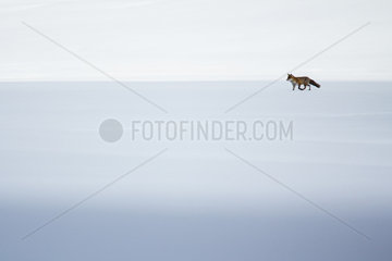 Red fox (Vulpes vulpes) looking for preys in a snowy field in the middle of the day  Alps  France).