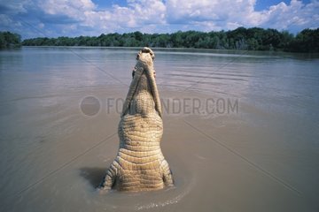 Marine Crocodile Jumping Adelaide River Australia NT