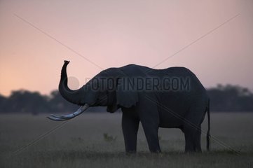 African elephant in the national park of Amboseli Kenya