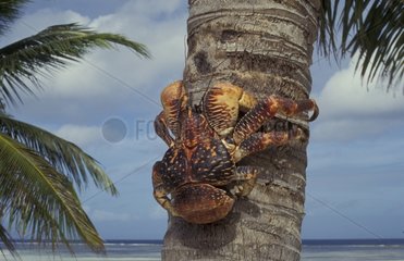 Crabe des cocotiers grimpant le long d'un tronc de cocotier