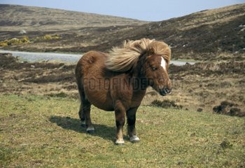 Shetland Pony auf South Uist Island Scotland