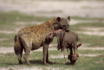 Speckte Hyäne mit einem Stück einer Beute Kenia