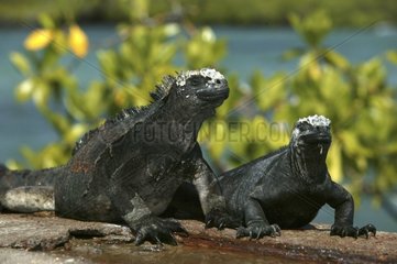 Paire d'Iguane marin Iles Galapagos Equateur