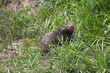 Capybara auf Riverside Madre de Dios Amazon Peru