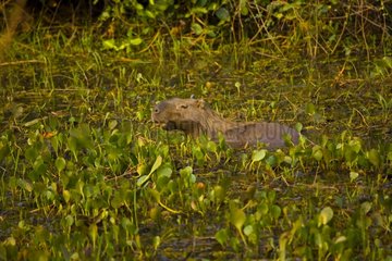 Capybara among aquatic plants in Pantanal Brazil