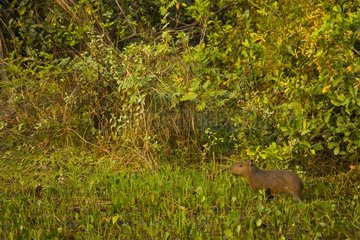 Capybara among aquatic plants in Pantanal Brazil