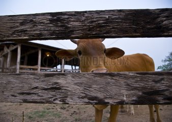 Cow in enlosure in Pantanal Brazil