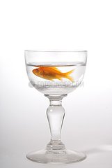 Small goldfish in a small space in a glass of water